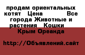 продам ориентальных котят › Цена ­ 5 000 - Все города Животные и растения » Кошки   . Крым,Ореанда